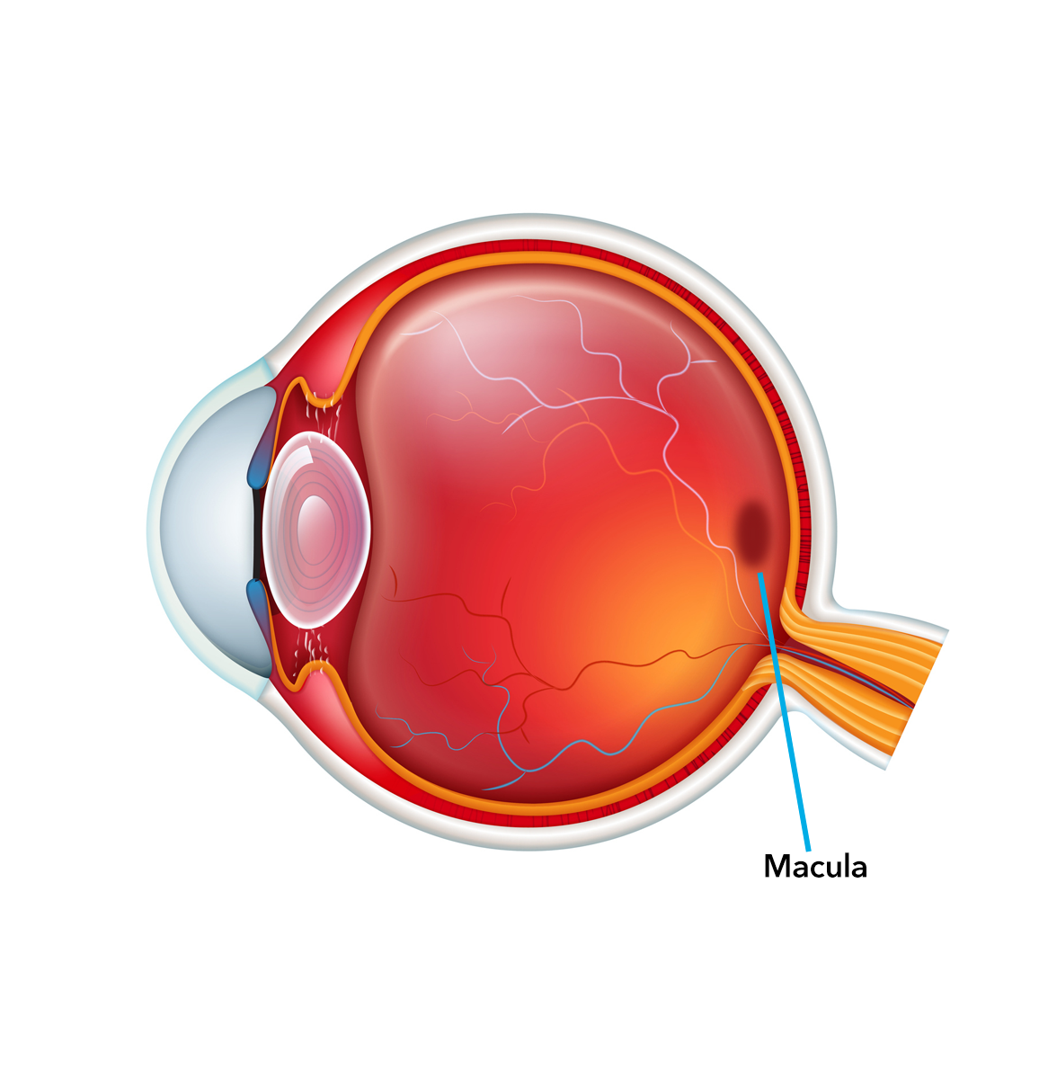 Graphic of the cross-section of an eye highlighting the macula