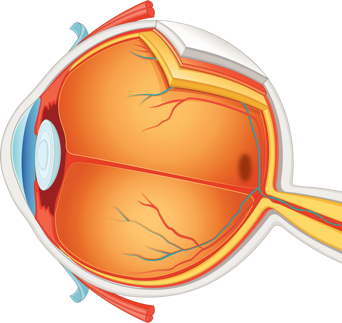 Graphic of the cross-section of an eye