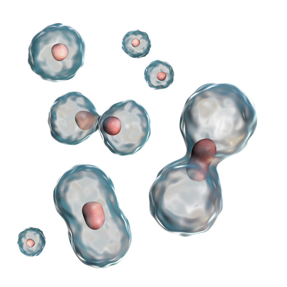 Multiple cells splitting apart through mitosis